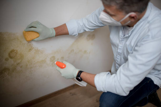 Best Commercial Mold Removal  in Ke Providence, LA